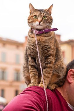 kedi sahibi omuz üzerine oturan eski İtalyanca şehir.