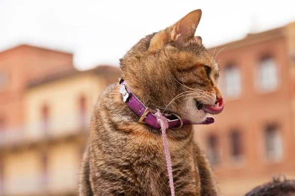 Gato en la vieja ciudad italiana sentado en el hombro del propietario . — Foto de Stock
