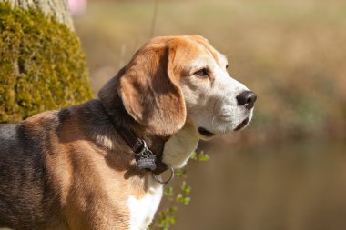 Close-Up beagle köpek parkı.