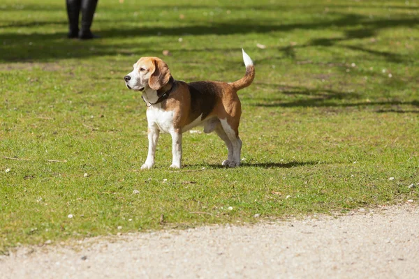 Beagle hund står på fältet av gräs i parken. — Stockfoto