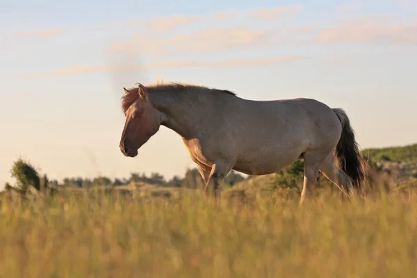 Dziki koń w traw wydmy krajobraz. koń konik. — Zdjęcie stockowe