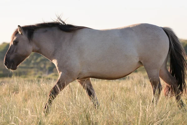 Wild häst i gräs dynen landskap. Konik häst. — Stockfoto