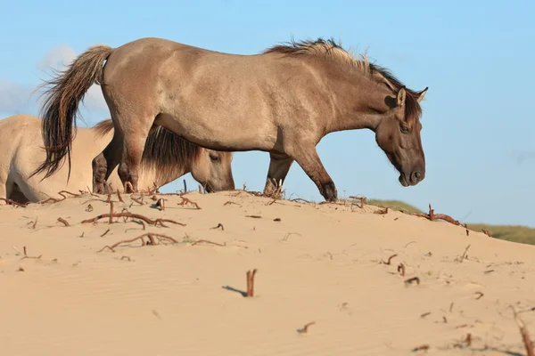 Dois cavalos selvagens na paisagem das dunas. Cavalos Konik . — Fotografia de Stock