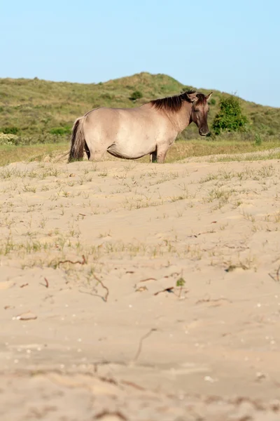 草沙丘景观中的野生马。konik 马. — 图库照片