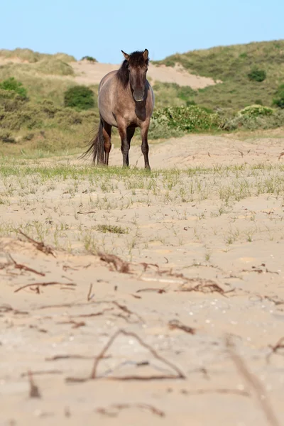 Cheval sauvage dans le paysage de dunes herbeuses. Cheval Konik . — Photo