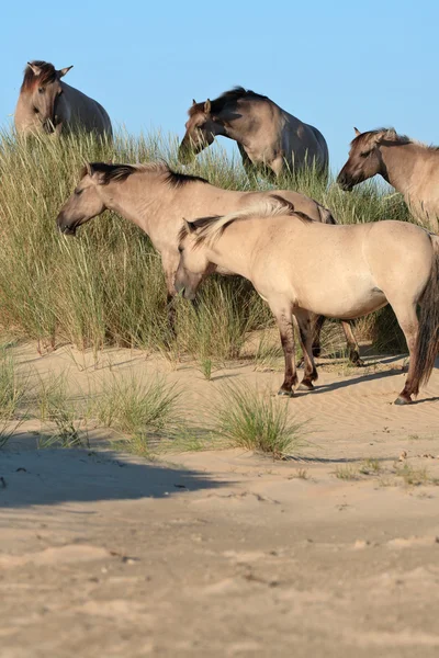 Gruppe von Wildpferden in Grasdünenlandschaft. konik pferde. — Stockfoto