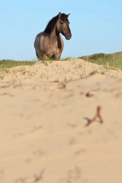 Wild horse in grass dune landscape. Konik horse. — Stock Photo, Image