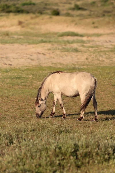 Grasende Wildpferde in Grasdünenlandschaft. konik pferd. — Stockfoto