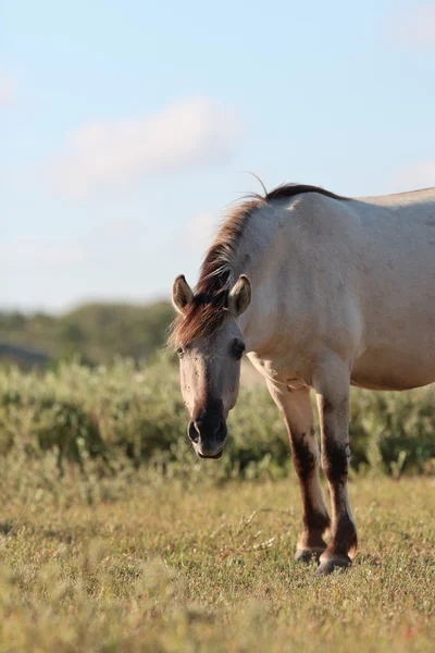 Wildpferd in Grasdünenlandschaft. konik pferd. — Stockfoto