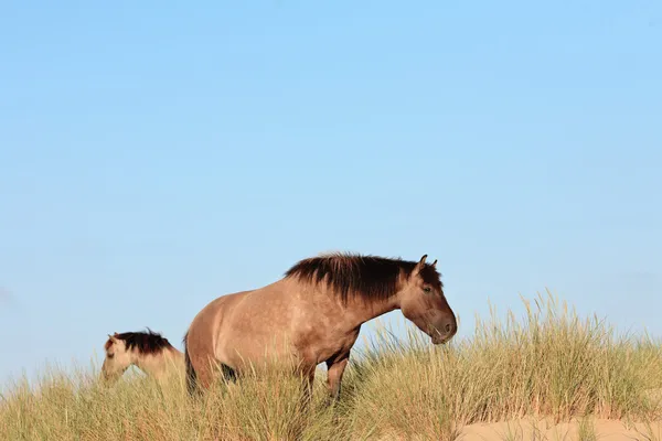 Deux chevaux sauvages sur une colline dans un paysage de dunes herbeuses. Chevaux Konik . — Photo