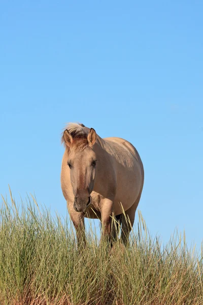 Grazing caballo salvaje en el paisaje de dunas de hierba. Caballo de Konik . —  Fotos de Stock
