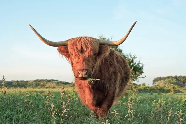 步行到相机在草沙丘景观意蕴的苏格兰高地牛 — 图库照片