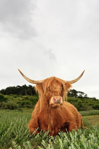 Skotský highlander kráva v trávě Duna krajiny s zamračená obloha. — Stock fotografie