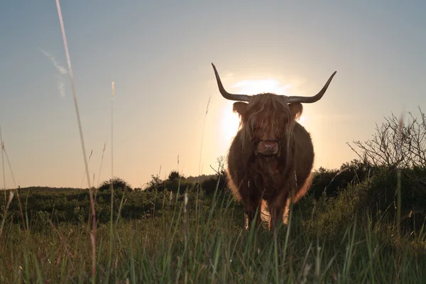 步行到相机在草沙丘景观意蕴的苏格兰高地牛 — 图库照片