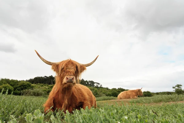 Vaca montañesa escocesa en paisaje de dunas de hierba con cielo nublado . — Foto de Stock