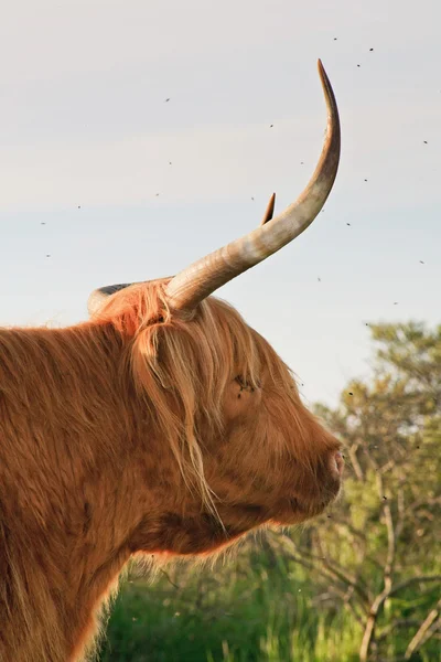 Close-up of scottish highlander cow with big horns. — Stock Photo, Image