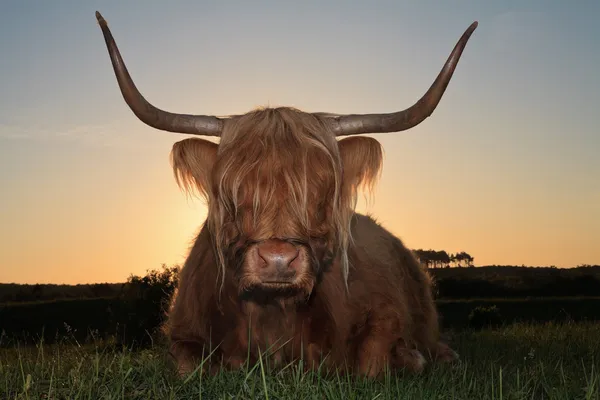 Vaca escocesa highlander na paisagem duna grama ao pôr do sol . — Fotografia de Stock