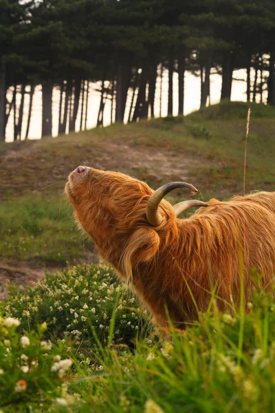 Close-up of scottish highlander cow with big horns scratching hi — Stock Photo, Image