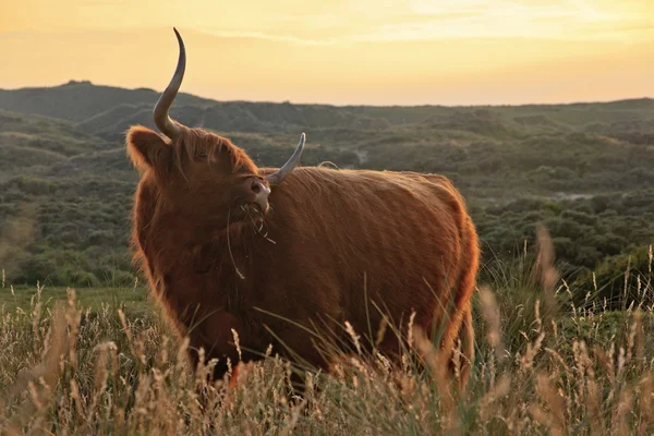 Schottische Hochlandkuh steht auf einem Grasfeld in Dünengebieten — Stockfoto