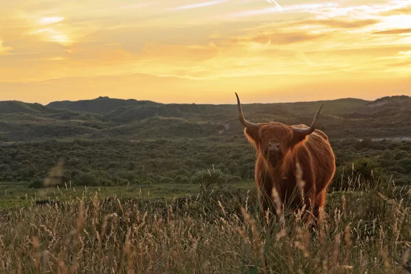 Scottish highlander αγελάδα στέκεται στον τομέα της χλόης σε εδάφη αμμόλοφος — Φωτογραφία Αρχείου