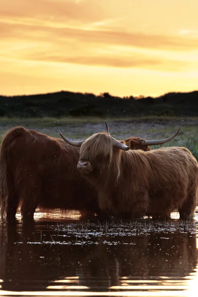 Two scottish highlanders standing in water. Cooling down. Sunset — Stock Photo, Image