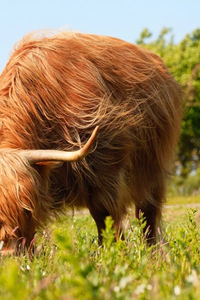 Close-up of scottish highlander cow with fur moved by the wind. — Stock Photo, Image