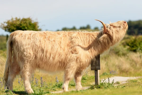 White scottish highlander cow scratching his neck on wooden sign — Stock Photo, Image