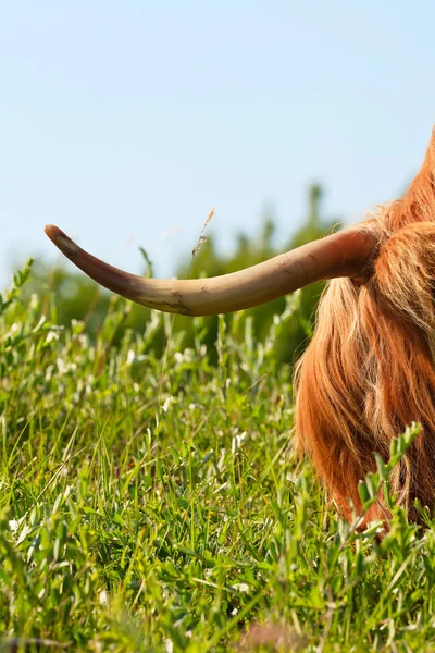 Close-up do chifre de uma vaca escocesa highlander. Comer erva . — Fotografia de Stock