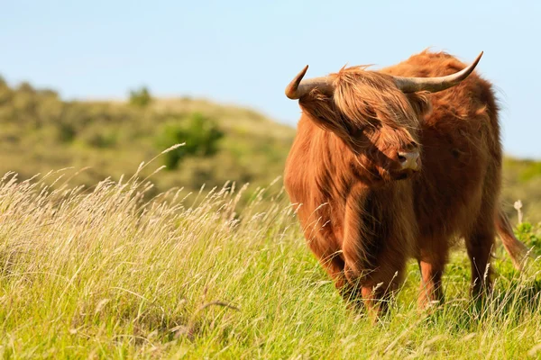 Highlander mucca scozzese in piedi nel vento in terre dune erba — Foto Stock