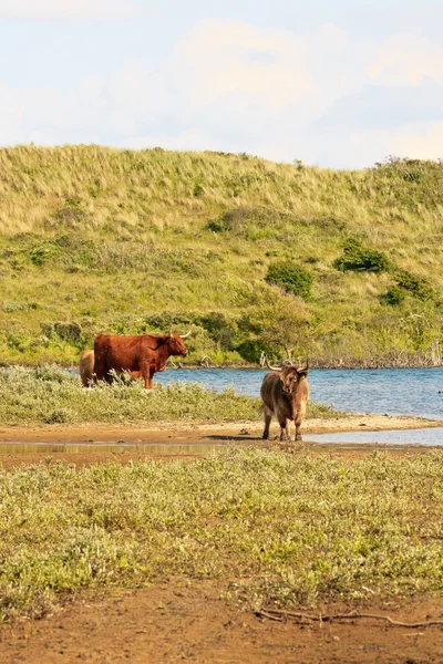 Group of scottish highlander cows standing near lake in grassy d — Stock Photo, Image