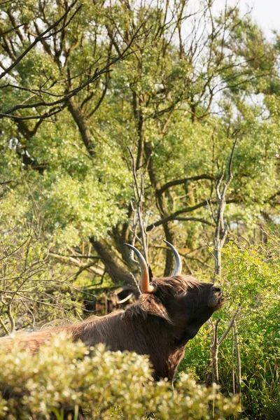 Black scottish highlander cow standing in bushes. Eating wood.