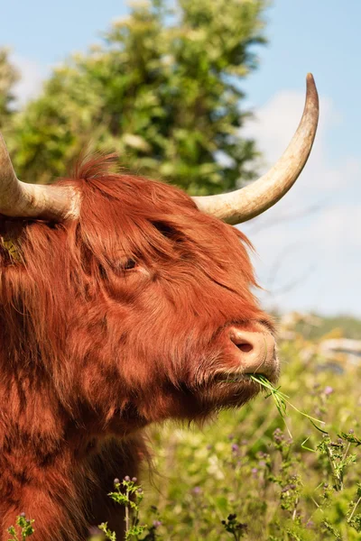 Närbild av skotska highlander ko med päls rörd av vinden. — Stockfoto
