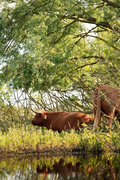 Two scottish highlander cows cooling down in shadow in bushes ne — Stock Photo, Image