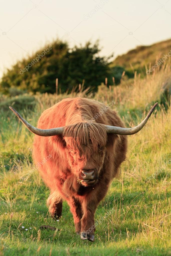 Scottish highlander cow with big horns walking to camera in gras