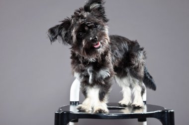 siyah boomer köpek. gri karşı atış studio.