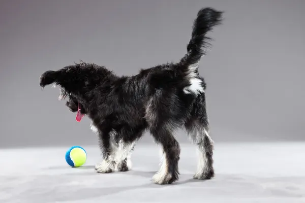 Black boomer dog. Studio shot against grey. — Stock Photo, Image