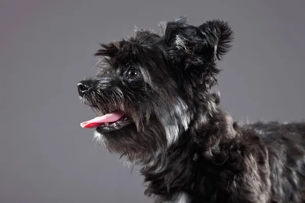 Black boomer dog. Studio shot against grey. — Stock Photo, Image