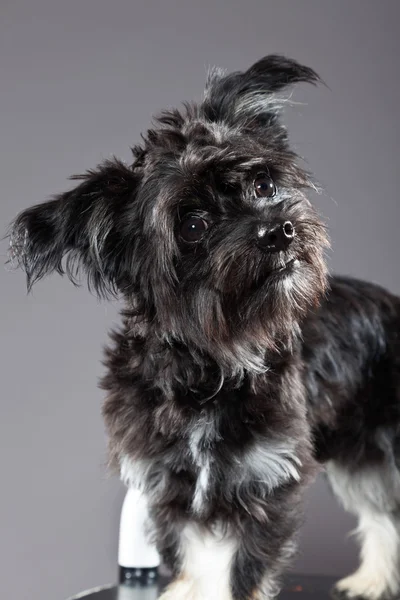 Black boomer dog. Studio shot against grey. — Stock Photo, Image