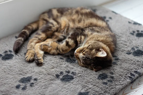 Lazy tabby cat sleeping on grey rug. — Stock Photo, Image