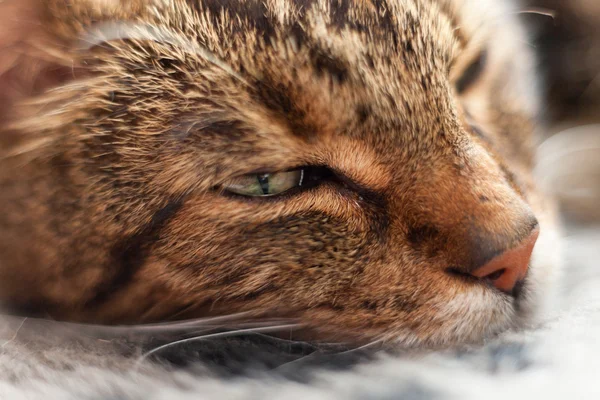 Nahaufnahme einer faulen gestromten Katze, die auf grauem Teppich schläft. — Stockfoto