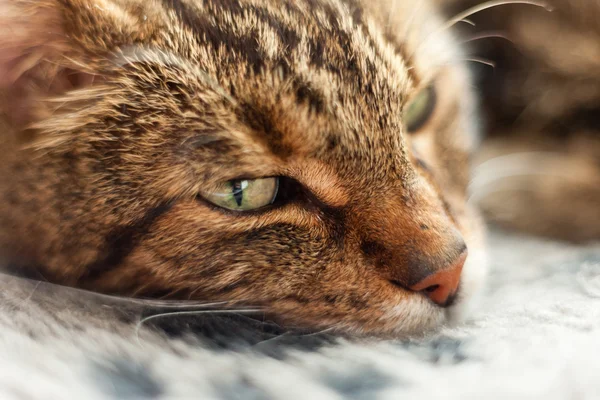 Gros plan d'un chat paresseux qui dort sur un tapis gris . — Photo