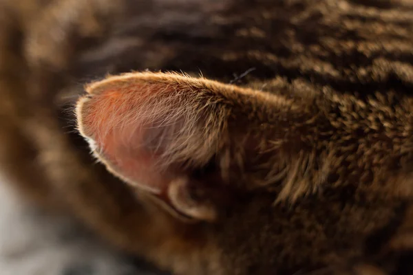Nahaufnahme des Ohres einer gestromten Katze. — Stockfoto
