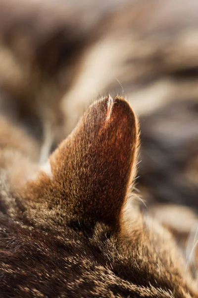 Tekir kedi kulak Close-Up. — Stok fotoğraf