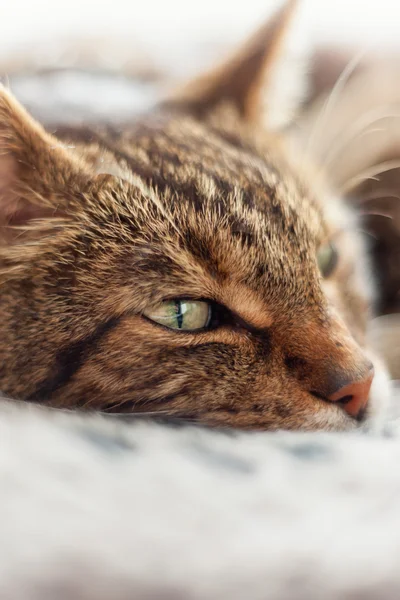 Nahaufnahme einer faulen gestromten Katze, die auf grauem Teppich schläft. — Stockfoto