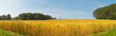 Panoramic landscape of gold wheat field with blue sky. Zuid Limb clipart