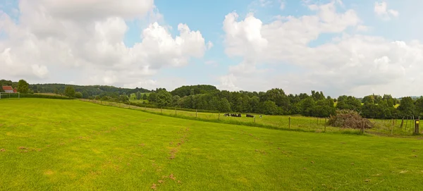 Wzgórze krajobraz z łąka i drzew i niebieski niebo pochmurne. Panora — Zdjęcie stockowe