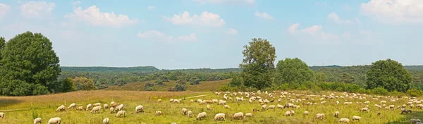 Panoramic landscape of meadow with sheep and trees and blue clou — Stock Photo, Image