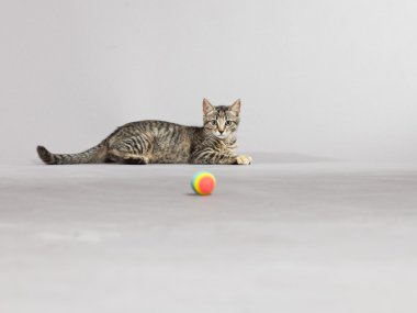 küçük topla oynamayı tabby yavru kedi. gri karşı atış studio.