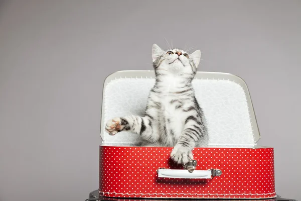 Любопытный игривый забавный котенок в красном чемоданчике. Студи — стоковое фото