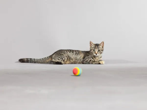 Tabby kitten playing with little ball. Studio shot against grey. — Stock Photo, Image